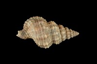 藏品(中華峨螺)的圖片